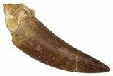 Fossil Plesiosaur (Zarafasaura) Tooth - Morocco #344215-1